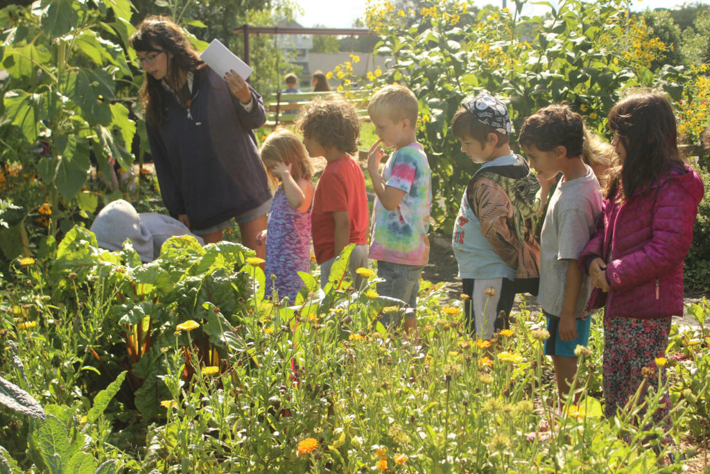 kitchen garden