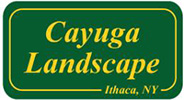 Cayuga Landscape