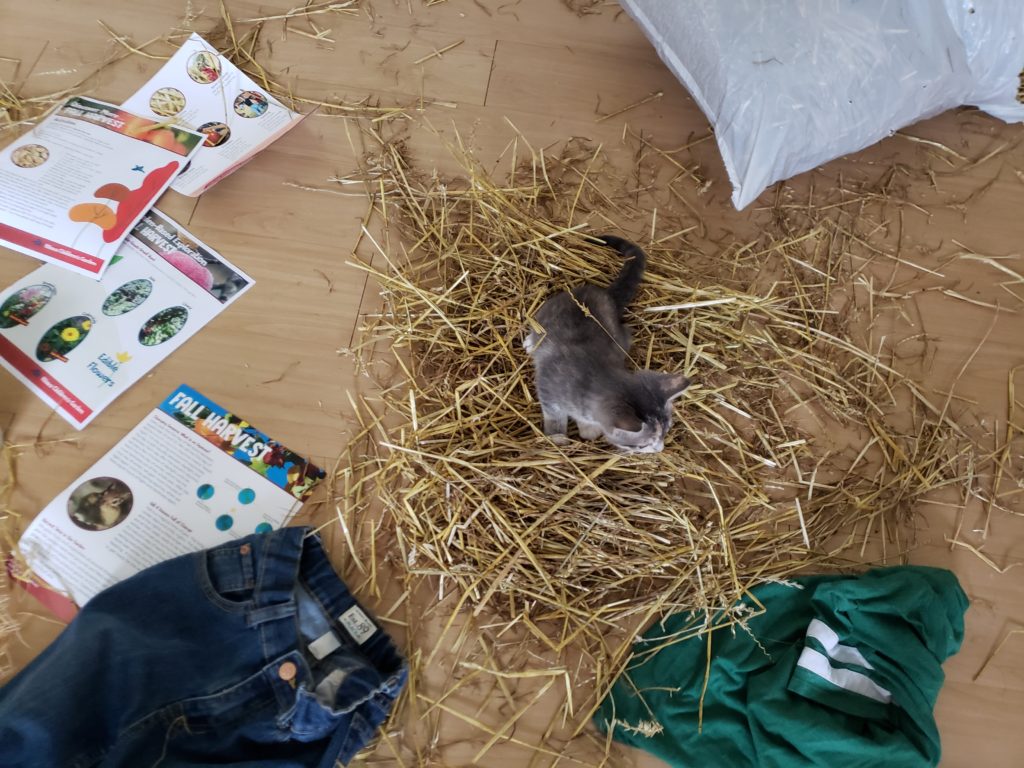 Straw strewn across the floor, a kitten sits in the middle of a pile of straw.