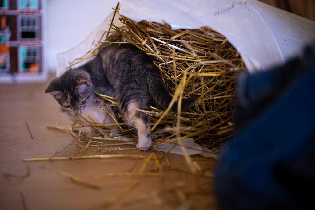 Kitten inside a bag full of straw