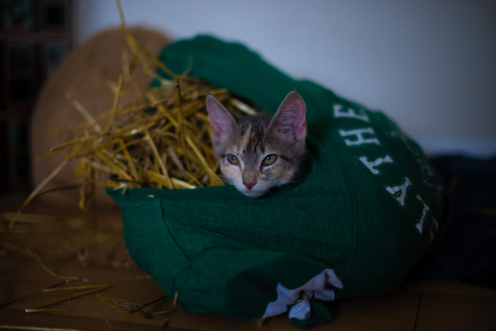 Small kitten looking off, laying inside of a tee shirt that is stuffed with straw.