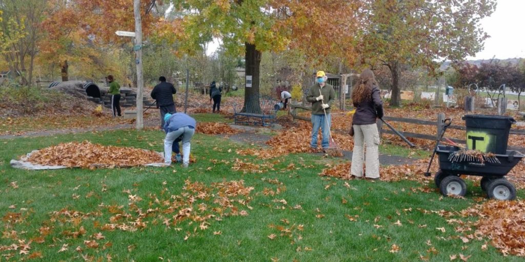 Several people, safe distances and following COVID 19 protocol, raking the Garden.