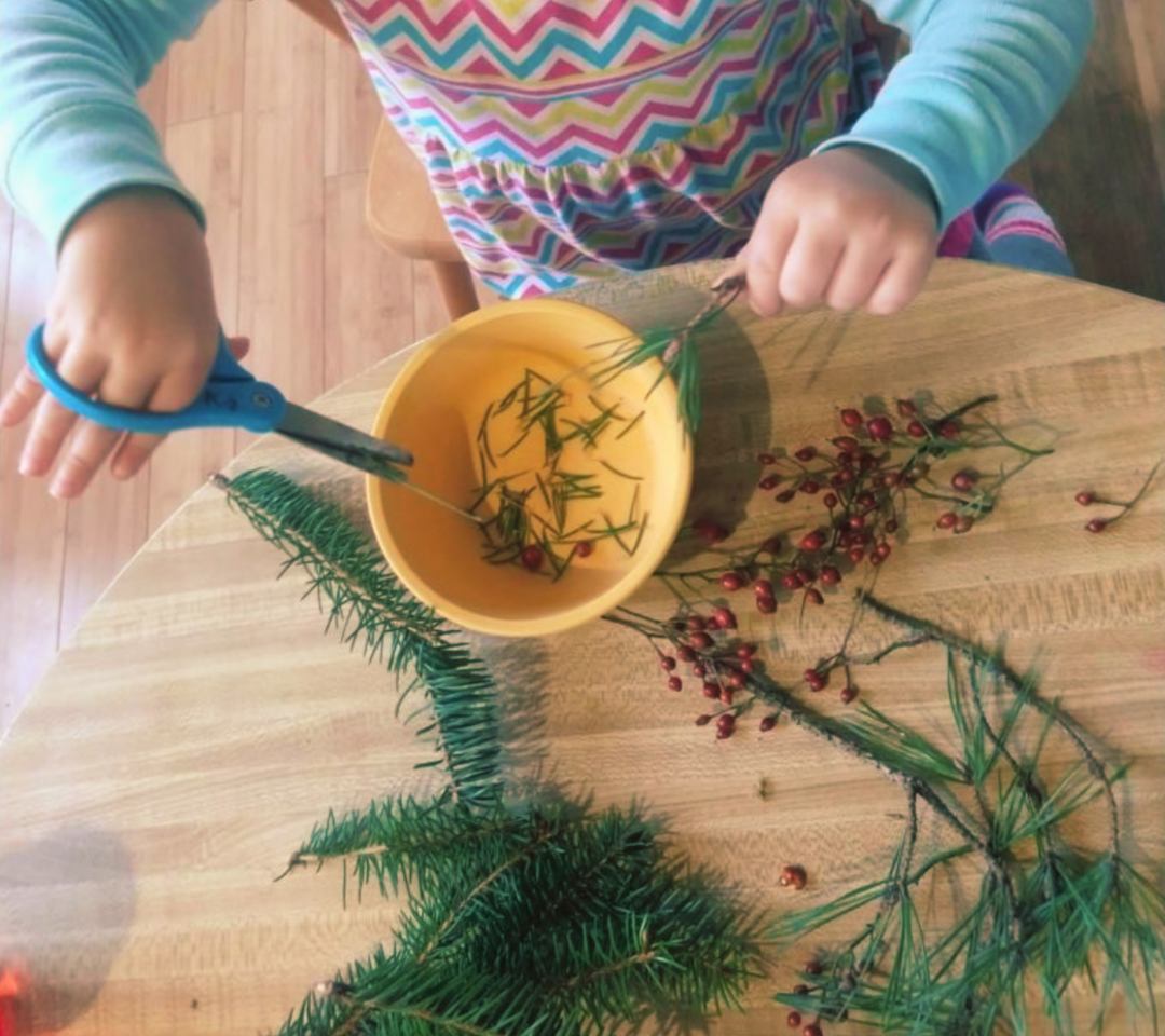 A child cutting evergreen branches with scissors for potpourri.