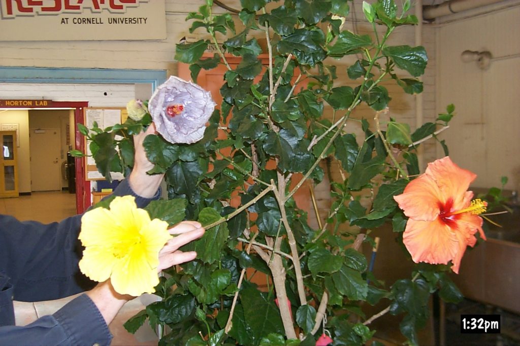 Several different colored hibiscus on the same shrub