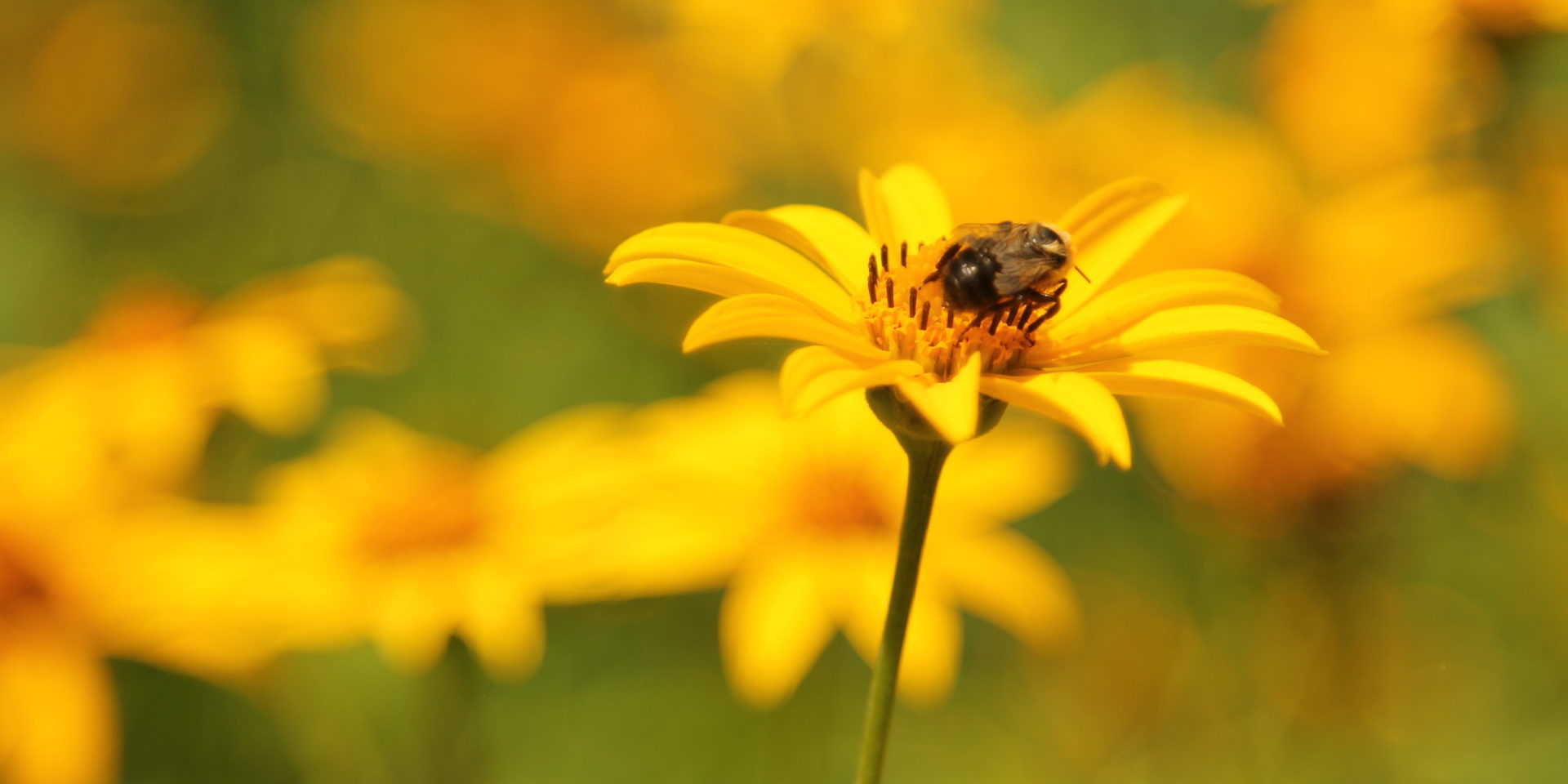 Bee on a flower