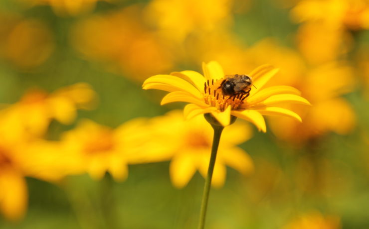 Bee on a flower
