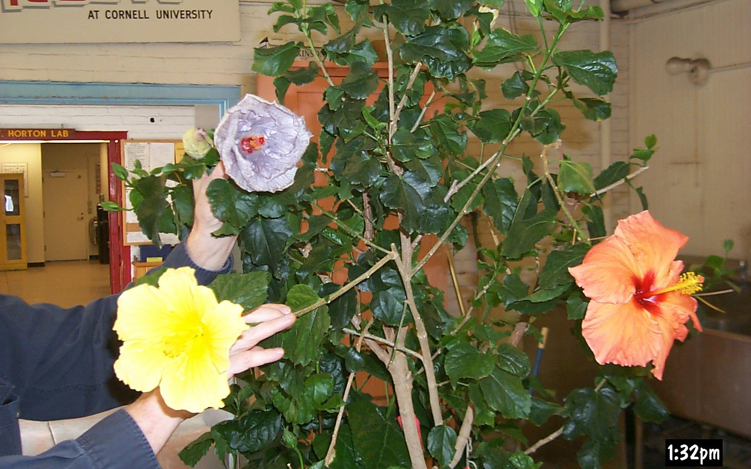 Several different colored hibiscus on the same shrub