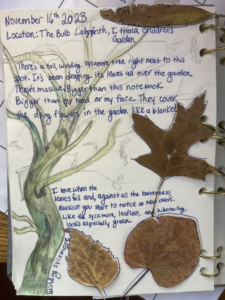 A page from a nature journal; it's covered in browning leaves of various shapes and features a sketch of a tree in the background.